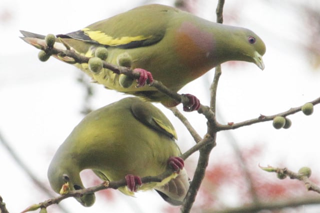 বটফল খাচ্ছে সবুজ হরিয়াল