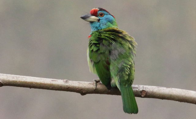 গাছের ডালে নীলগলা বসন্তবাউরি