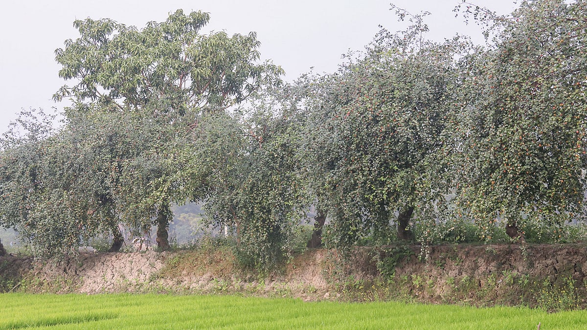ধানের খেত ও মাছের ঘেরের আইলে আপেল কুলের বাগান