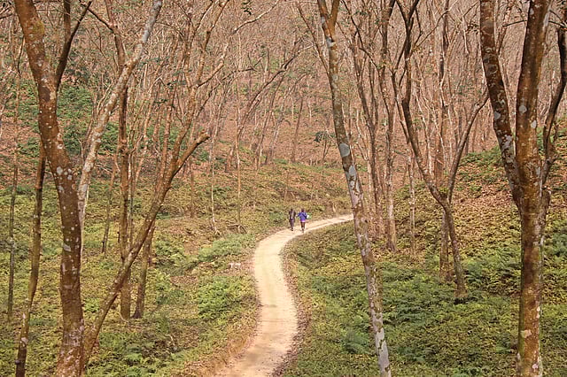 ঝরা পাতার পথ।