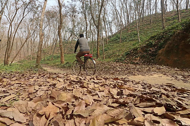 ঝরা পাতায় ঢেকেছে পথ।