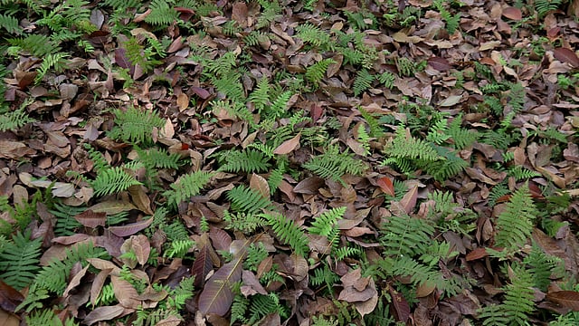 শুকনো পাতায় উঁকি দিচ্ছে সবুজ।