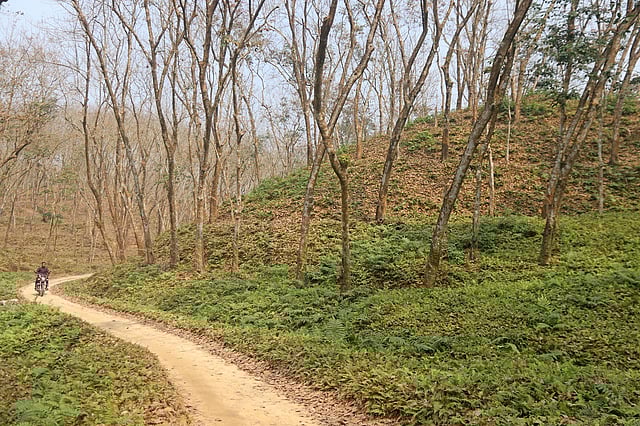 কান পাতলে শোনো যায় ঝরা পাতার গান।