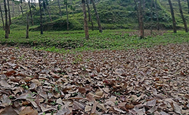 শুকনো পাতার নূপুর পায়ে।