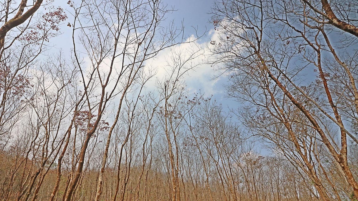 হিলুয়াছড়া রাবার বাগানে পাতা ঝরার দিন শুরু।