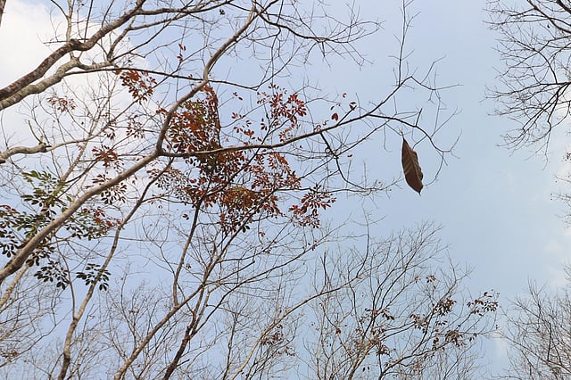 নতুন পাতা আর ঝরা পাতা।