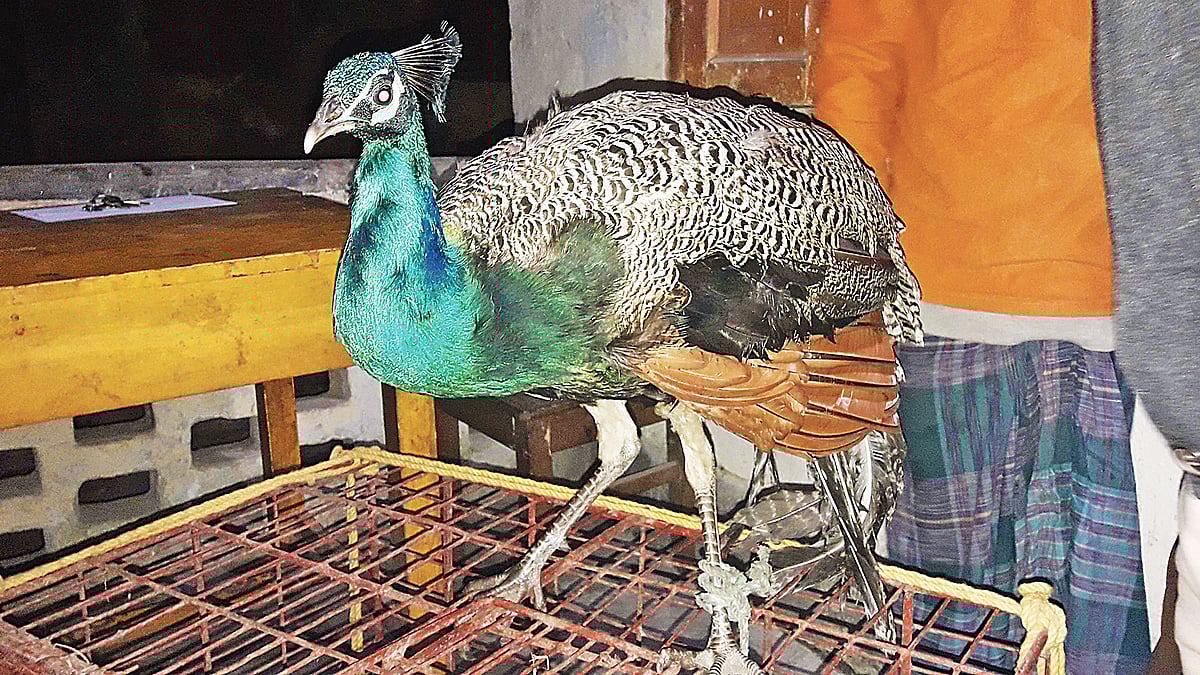 উদ্ধার করা ময়ূর। গতকাল পঞ্চগড় বন বিভাগের কার্যালয়ে।  ছবি: প্রথম আলো