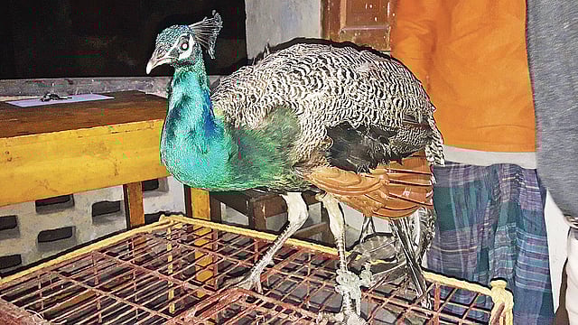 উদ্ধার করা ময়ূর। গতকাল পঞ্চগড় বন বিভাগের কার্যালয়ে।  ছবি: প্রথম আলো