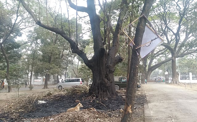ঢাকা বিশ্ববিদ্যালয়ের মল চত্বরের তিনটি কড়ই গাছ আগুনে পুড়েছে৷ ছবি: আসিফ হাওলাদার