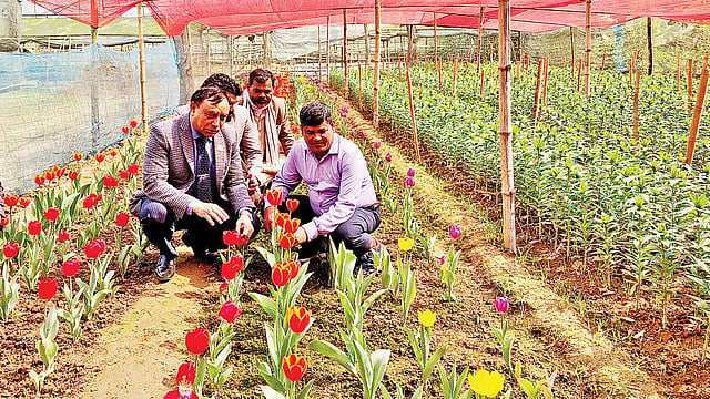 দেলোয়ারের টিউলিপ বাগান পরিদর্শনে কৃষি সম্প্রসারণ অধিদপ্তরের মহাপরিচালক আবদুল মুঈদ। গতকাল বিকেলে গাজীপুরের শ্রীপুর উপজেলার কেওয়া পূর্বখণ্ড গ্রামে।  প্রথম আলো