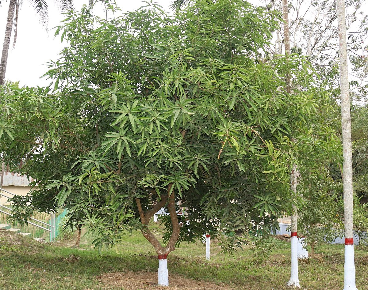 কিছু ডালে আসছে মুকুল