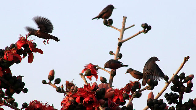 ভারি আনন্দ পাখিদের।