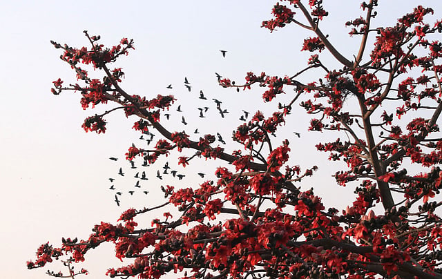 গাছটি পাখিদের কলকাকলিমুখর।