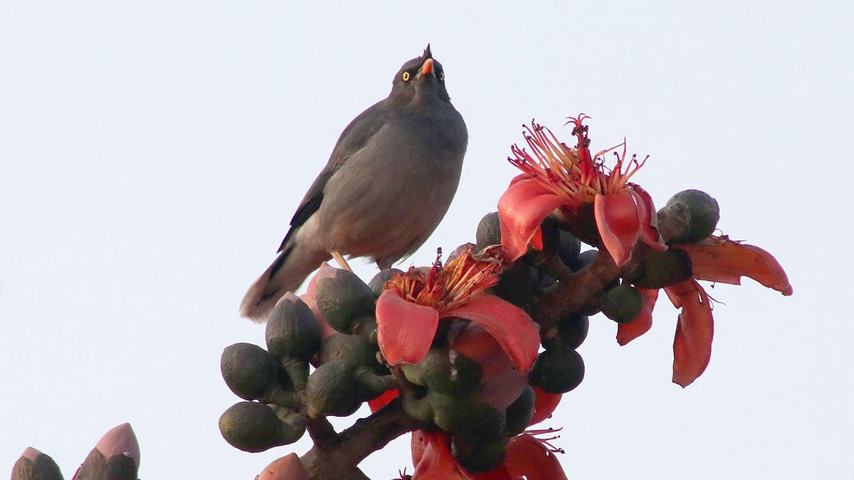 শিমুল ফুলে শালিক পাখি।