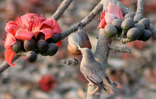 ফুলের আকর্ষণে পাখির আনাগোনা।