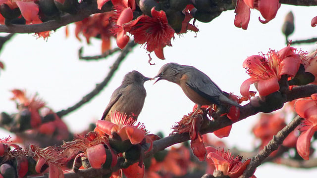 দুই পাখির মিতালি।