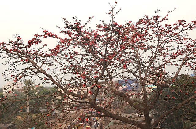 শিমুল ফুলের সৌন্দর্য।