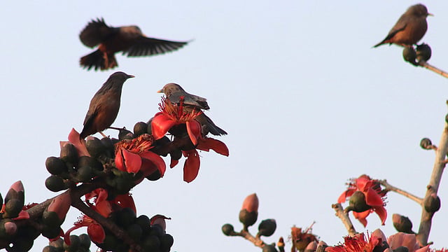পাখিদের ওড়াউড়ি।