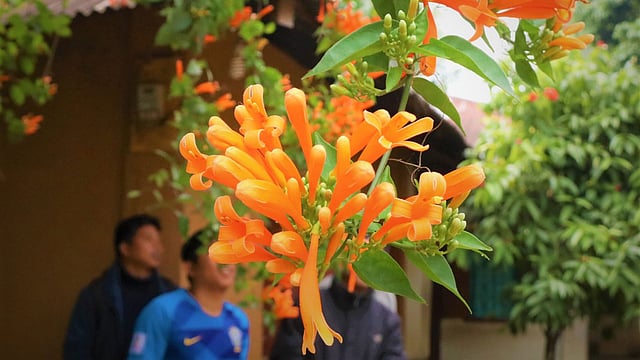 বাড়ির চারপাশে এত সুন্দরভাবে ফুলগুলো ফুটে আছে যে আশপাশের মানুষ সেগুলো দেখতে ভিড় জমান