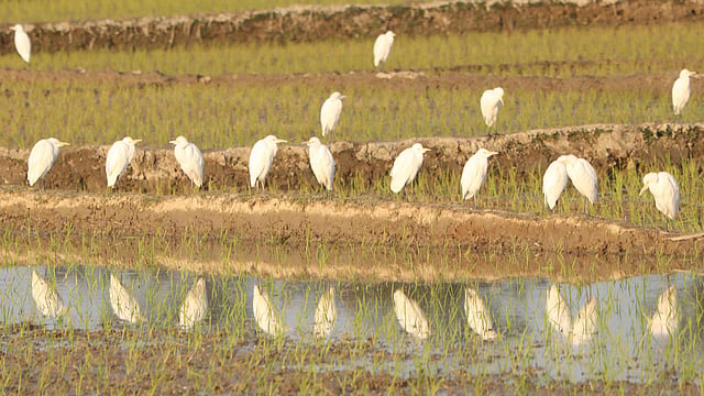 জমির আইলে সার বেঁধে বসে বকগুলো।