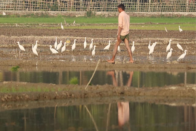 কাজে ব্যস্ত চাষি।