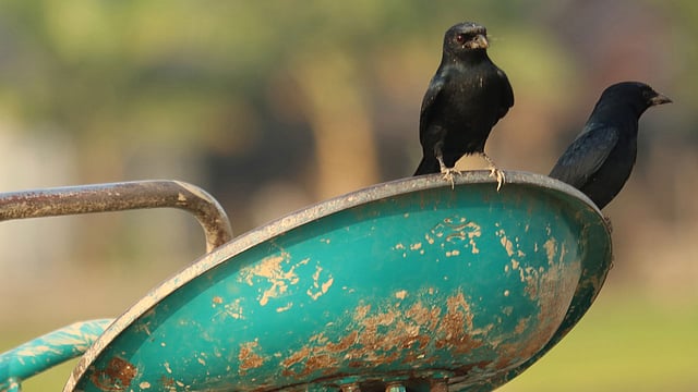 ট্রাক্টরে বসেছে জোড়া ফিঙে পাখি।