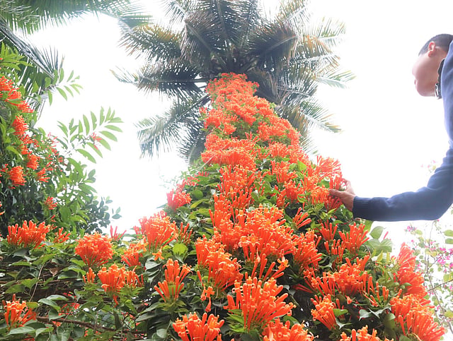 নারকেল গাছে পেঁচিয়ে ফুটেছে গোল্ডেন শাওয়ার