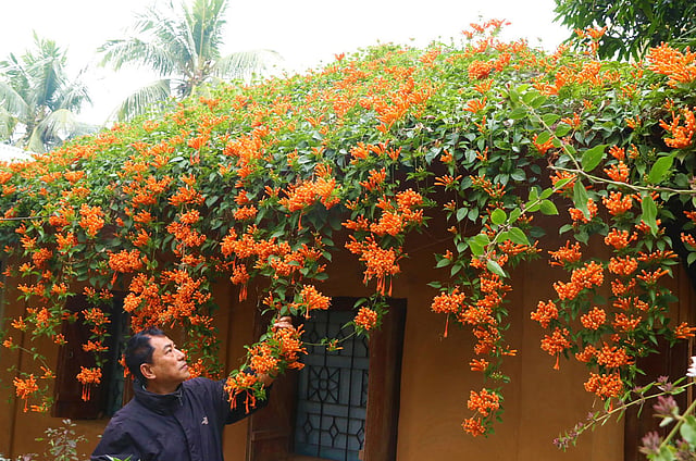 গোল্ডেন শাওয়ার ফুলে ঢাকা পড়েছে বাড়ির ছাদ