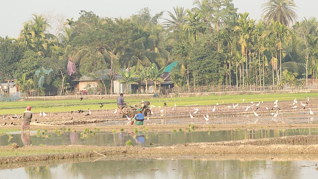 জমিতে পাখিদের দল।
