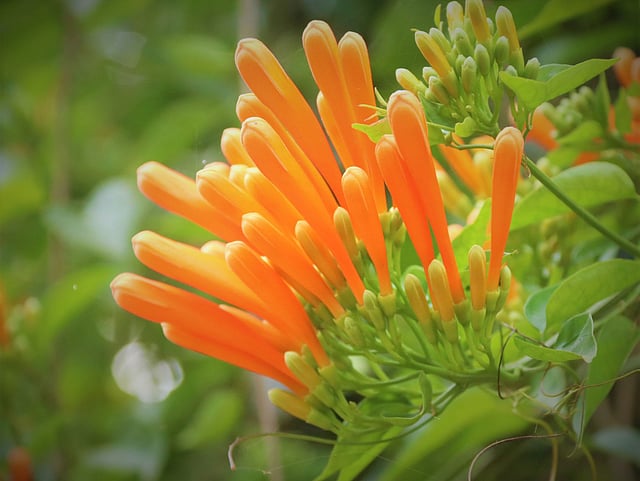 যেন বসন্তের অপেক্ষা