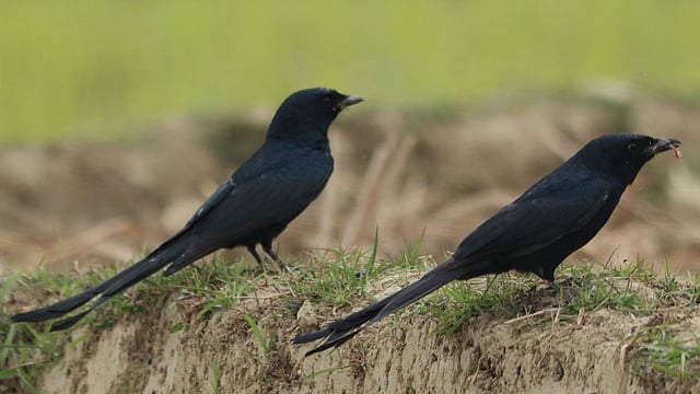 খাবার খুঁজছে ফিঙে দুটো। একটার মুখে খাবার।