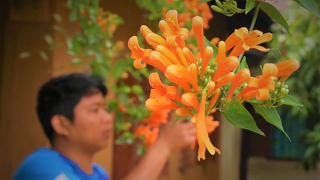 গোল্ডেন শাওয়ারের শোভা