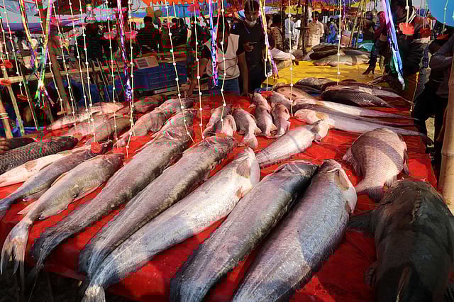 বোয়াল, আইড়, কাতলাসহ নানা রকম মাছ