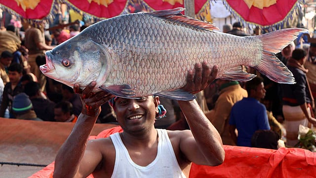 বড়সড় কাতলা মাছ