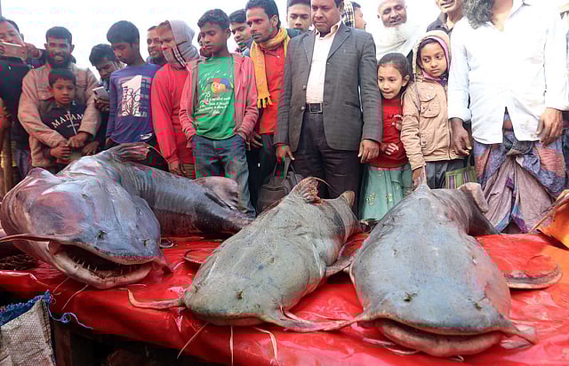 বড় আকারের বাগাড় মাছ। মেলায় ইছামতী, বাঙ্গালী ও যমুনা নদীর মাছ ওঠে