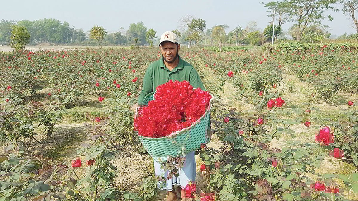 বাগান থেকে গোলাপ ফুল সংগ্রহ করছেন এক চাষি। গতকাল সকাল নয়টায় পৌরসভার আলমপুর গ্রামে।  প্রথম আলো