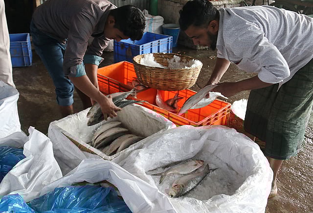 হিমায়িত করতে বাক্সে রাখা হচ্ছে ইলিশ। ছবি প্রথম আলো