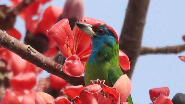 বসন্তের বার্তা দিচ্ছে বসন্ত বাউড়ি। সিলেট। ছবি: আনিস মাহমুদ