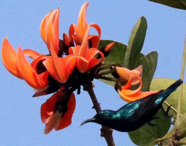 পলাশের ডালে পাখির নাচ। পাবনা। ছবি: হাসান মাবুদ