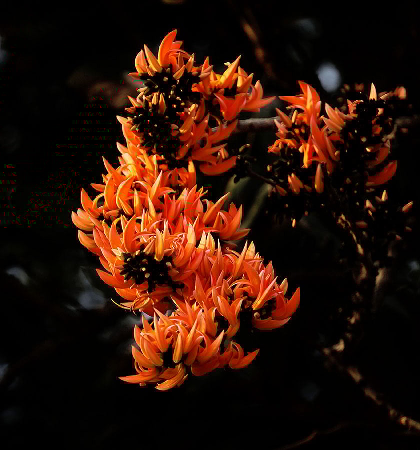 প্রকৃতিতে রং ছড়াচ্ছে পলাশ ফুল। চট্টগ্রাম। ছবি: সৌরভ দাস