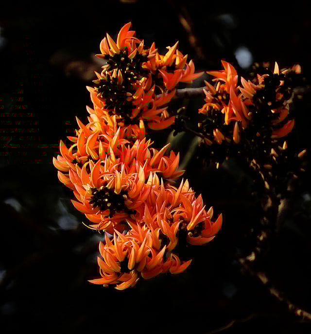 প্রকৃতিতে রং ছড়াচ্ছে পলাশ ফুল। চট্টগ্রাম। ছবি: সৌরভ দাস