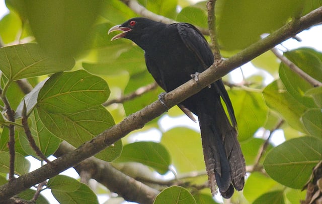 গাছের ফাঁকে কোকিলের কুহু কুহু। পাবনা। ছবি: হাসান মাহমুদ
