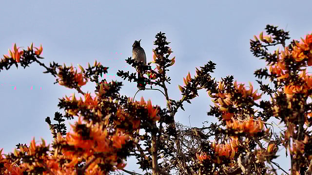 পলাশ ফুলে বুলবুলি। চট্টগ্রাম। ছবি: সৌরভ দাস