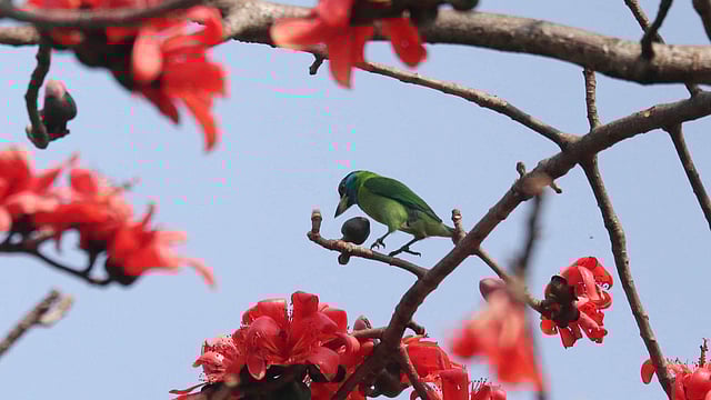 বসন্তে সেজেছে প্রকৃতি। সিলেট। ছবি: আনিস মাহমুদ