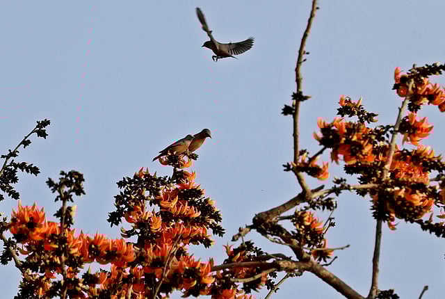 পাখির কলকাকলিতে মুখর প্রকৃতি। চট্টগ্রাম। ছবি: সৌরভ দাস
