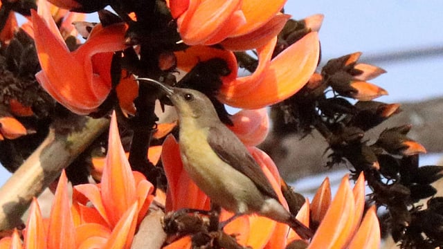 ঋতুরাজের আগমনের প্রকৃতির সাজ। পাবনা। ছবি: হাসান মাহমুদ