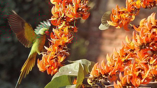 পলাশ ফুলে টিয়া পাখি। চট্টগ্রাম। ছবি: সৌরভ দাস
