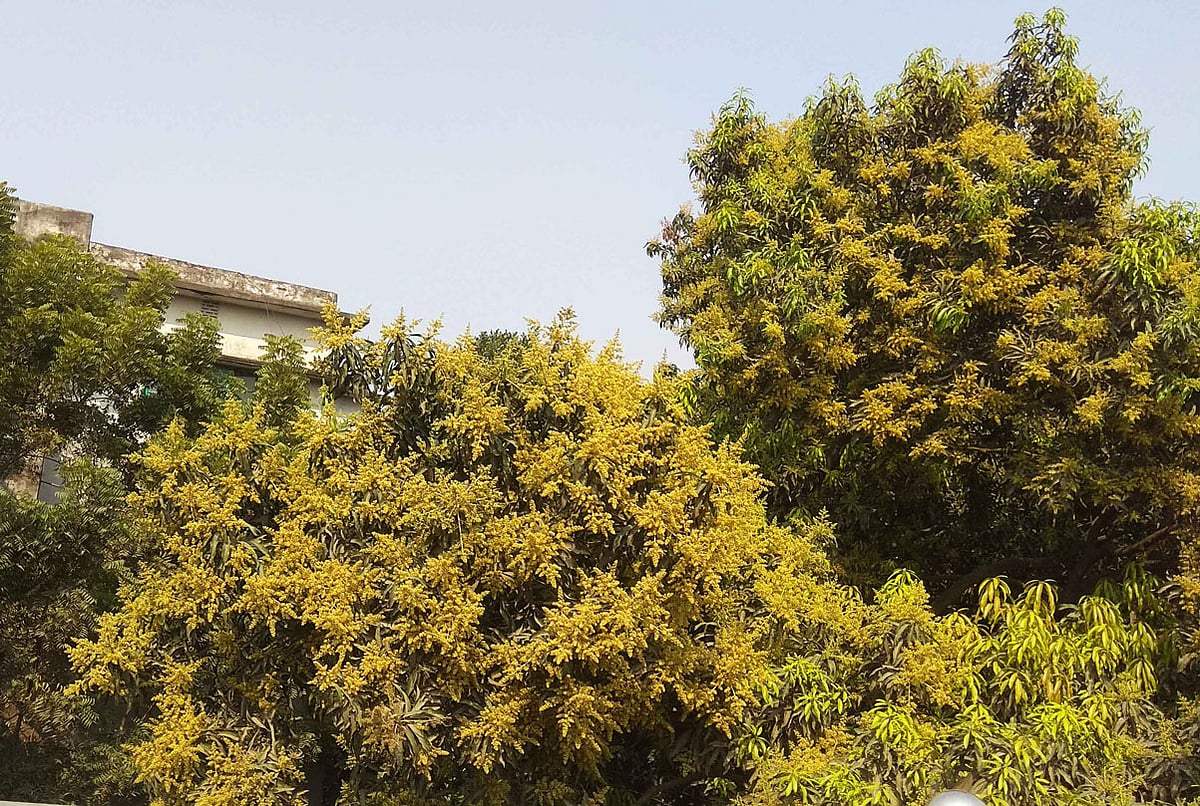 প্রবল প্রতিকূল পরিবেশে সৌরভ না ছড়ালেও এ শহরে সৌন্দর্য ছড়াতে এসেছে আমের মুকুল। ছবি: লেখক