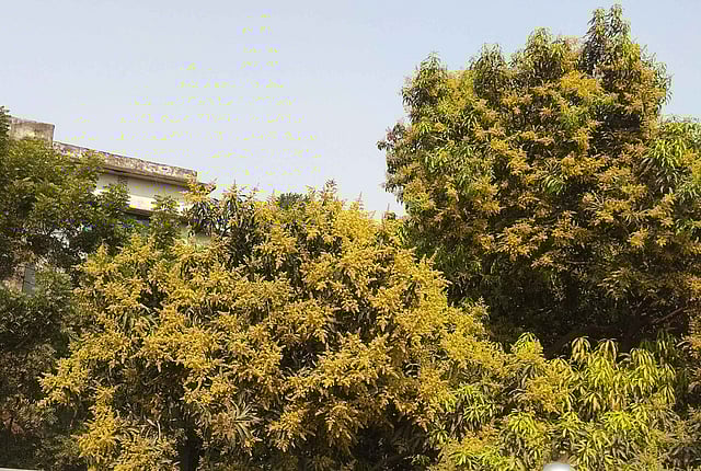 প্রবল প্রতিকূল পরিবেশে সৌরভ না ছড়ালেও এ শহরে সৌন্দর্য ছড়াতে এসেছে আমের মুকুল। ছবি: লেখক