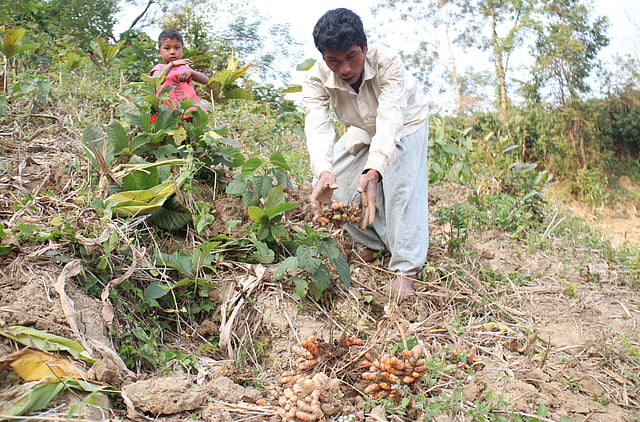 হলুদ সংগ্রহ করছেন জুম চাষি।